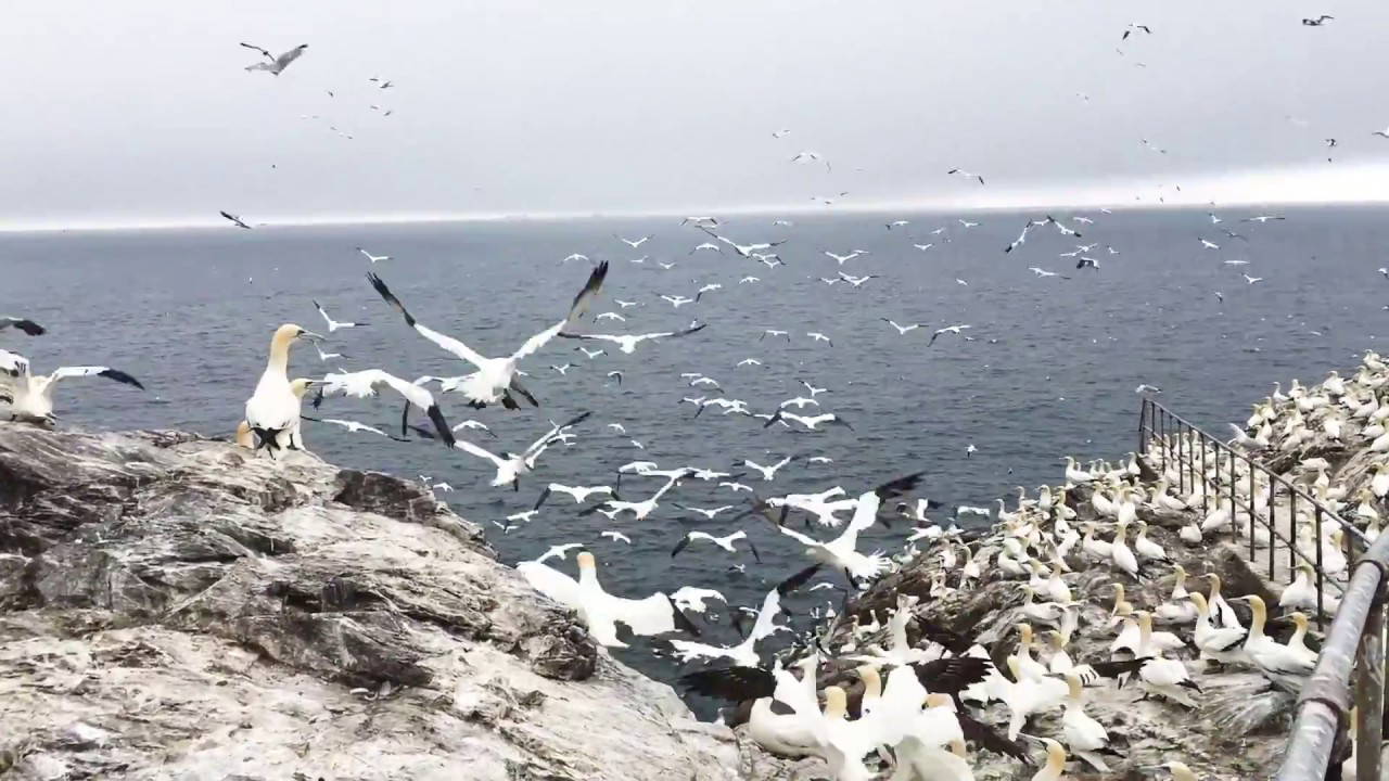 The gannets of the Bass Rock. Narrated by Fraser Findlay, Armadale Primary School
